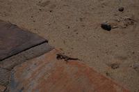 Namibia - Sonnenanbeter