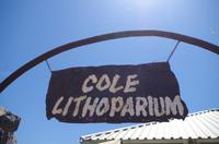 Namibia - Lithops (lebende Steine)