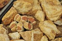 Namibia - lebende Steine