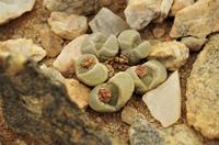 Namibia - lebende Steine