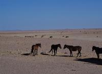 Namibia - Wildpferde bei Aus