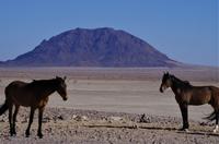 Namibia - Wildpferde bei Aus