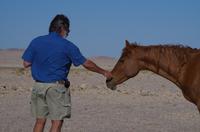Namibia - Wildpferde bei Aus