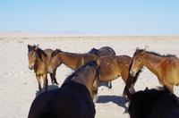 Namibia - Wildpferde bei Aus