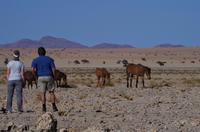 Namibia - Wildpferde bei Aus