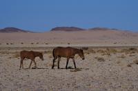 Namibia - Wildpferde bei Aus