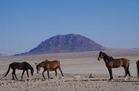 Namibia - Wildpferde bei Aus