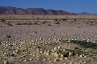 Namibia - Wüstenmelonen