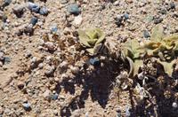 Namibia - Flora in der trockenen Steinwüste