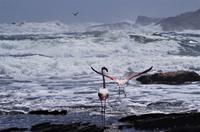 Namibia - Lüderitz - am stürmischen Atlantik