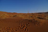 Namibia - Spuren in der Namib