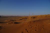 Namibia - Spuren in der Namib