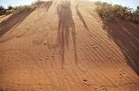 Namibia - tierrischer Verkehr in der Wüste