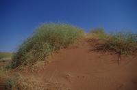 Namibia - Nara-Pflanze