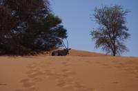 Namibia - Oryx unterm Schattenbaum
