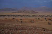 Namibia - Nature Drive in der Namib