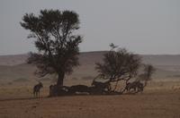 Namibia - Nature Drive in der Namib