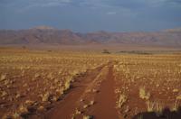 Namibia - Nature Drive in der Namib