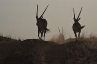 Namibia - Postkarten-Motiv