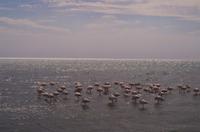 Namibia - Lagune von Walvis Bay