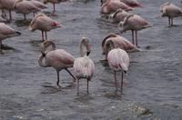 Namibia - Flamingos in der Lagune von Walvis Bay