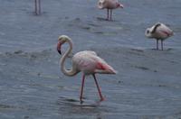 Namibia - großer Flamingo