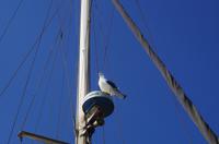 Namibia - Walvis Bay - Möwe als Wachposten