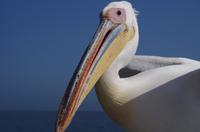 Namibia - Walvis Bay - Pelikan an Bord