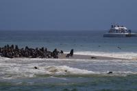 Namibia - Walvis Bay - Robbenkolonie