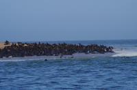 Namibia - Walvis Bay - Robbenkolonie