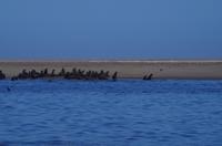Namibia - Walvis Bay - Robbenkolonie