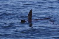 Namibia - Lagune von Walvis Bay - Hallo!
