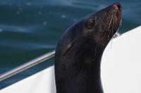 Namibia - Walvis Bay - Robbe Bubble