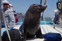 Namibia - Walvis Bay - Blinder Passagier