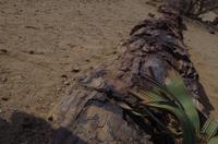 Namibia - versteinerter wald