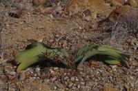 Namibia - Welwitschia
