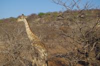 Namibia - Epacha Game Reserve