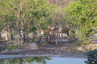 Namibia - Epacha Game Reserve