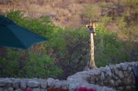 Namibia - Eagle Tented Lodge
