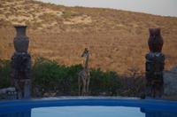 Namibia - Eagle Tented Lodge