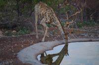 Namibia - Eagle Tented Lodge