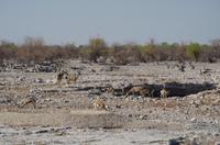 Namibia - Etosha Nationalpark