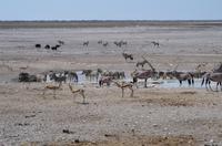 Namibia - Etosha Nationalpark
