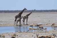 Namibia - Etosha Nationalpark