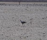 Namibia - Etosha Nationalpark - Sekretär