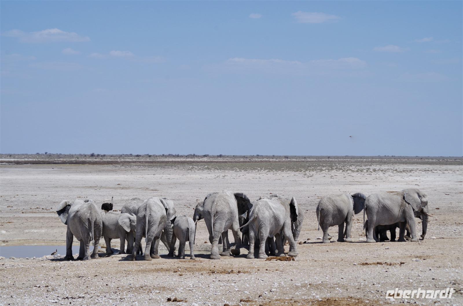 Namibia - Etosha Nationalpark