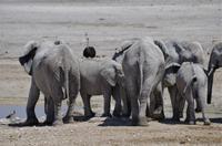 Namibia - Etosha Nationalpark