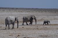 Namibia - Etosha Nationalpark