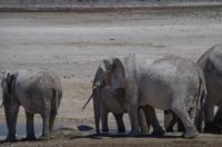 Namibia - Etosha Nationalpark