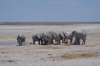 Namibia - Etosha Nationalpark